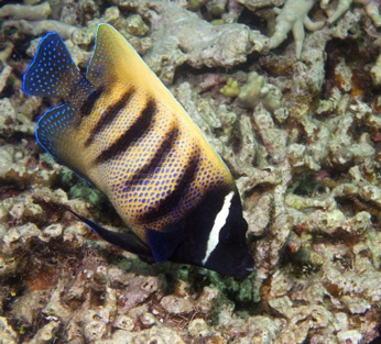 6 Strip Angelfish